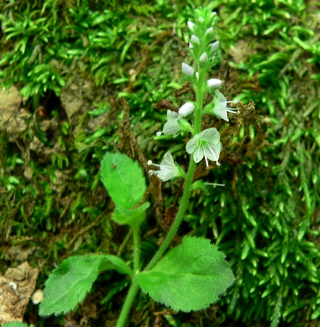 {Veronica officinalis}